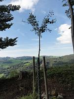  30. Juli 2012 - nach einer langen Sommerwanderung zu Samuels Ginkgo 